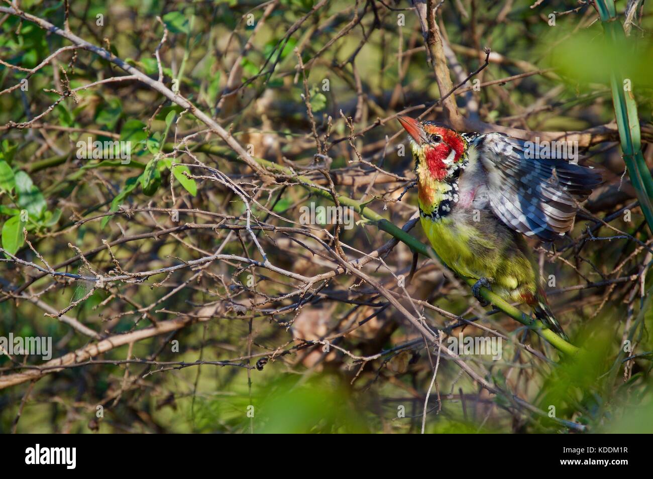 Le rouge et jaune barbets, Tanzanie Banque D'Images
