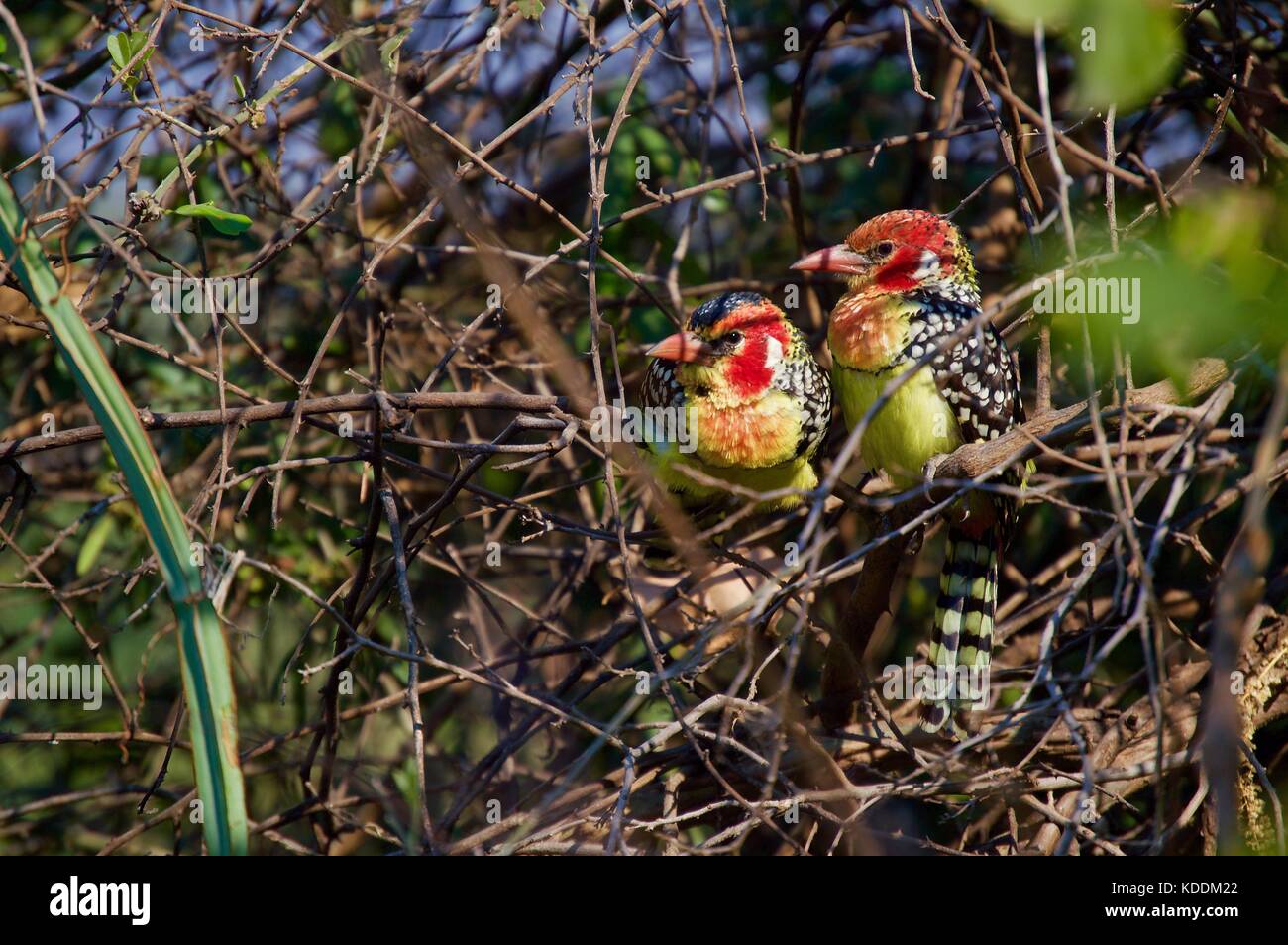 Le rouge et jaune barbets, Tanzanie Banque D'Images