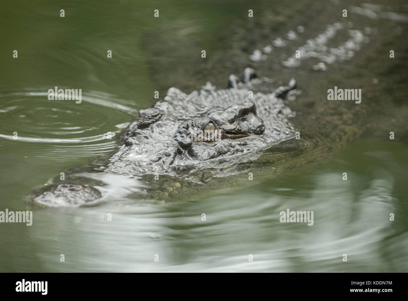Natur, Australien, Queensland QLD, Wangetti, Hartley's Crocodile Adventures, mai 24. Australische Krokodile . (Photo d'Ulrich Roth, www.ulrich-roth.c Banque D'Images