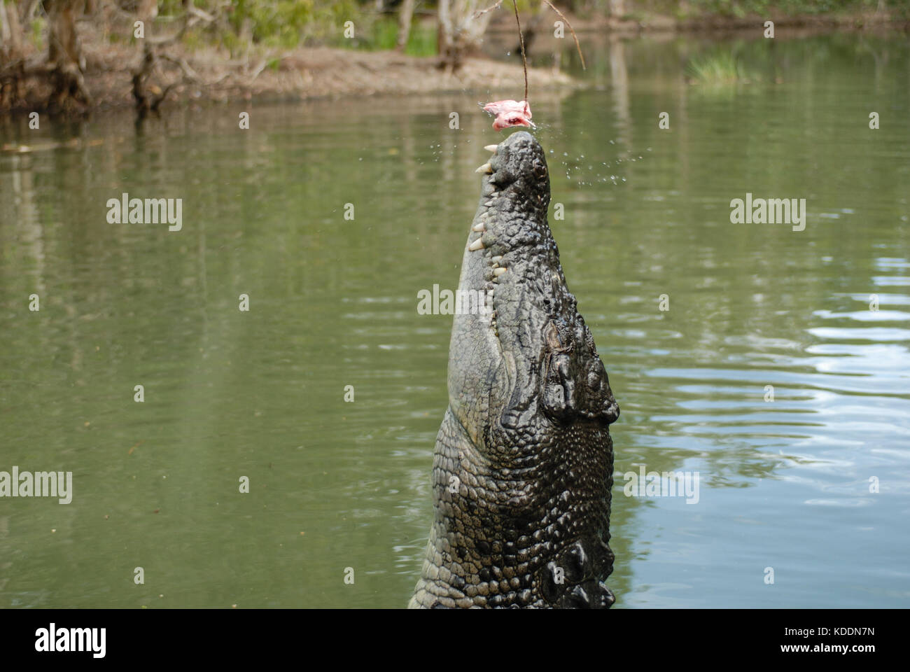 Natur, Australien, Queensland QLD, Wangetti, Hartley's Crocodile Adventures, mai 24. Australische Krokodile . (Photo d'Ulrich Roth, www.ulrich-roth.c Banque D'Images