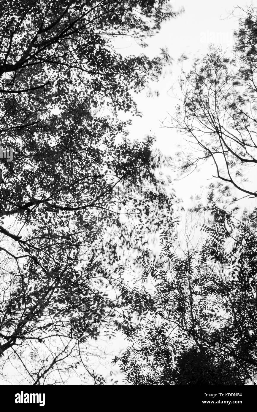 Couvert forestier s'est brouillé dans le vent souffle, dans le Warwickshire, Royaume-Uni Banque D'Images