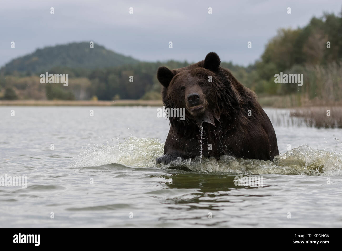 Ours brun européen Europaeischer / Braunbaer ( Ursus arctos ), puissant des profils, courant à travers l'eau, semble être agressif, belliqueux, sho frontale Banque D'Images
