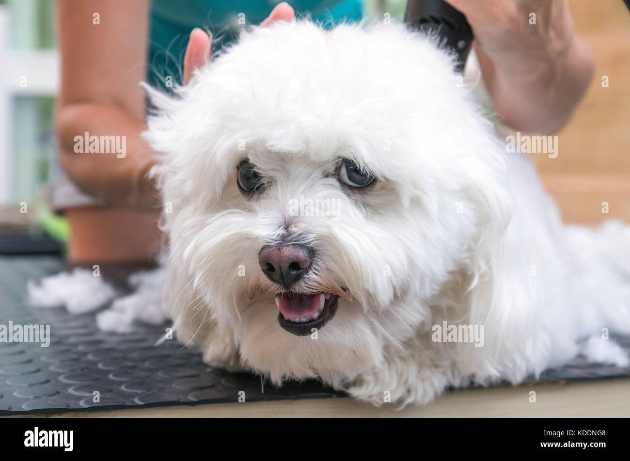 Cute white bolognese chien allongé sur la table est en toilettage. Le chien est à la recherche de l'appareil photo. Banque D'Images