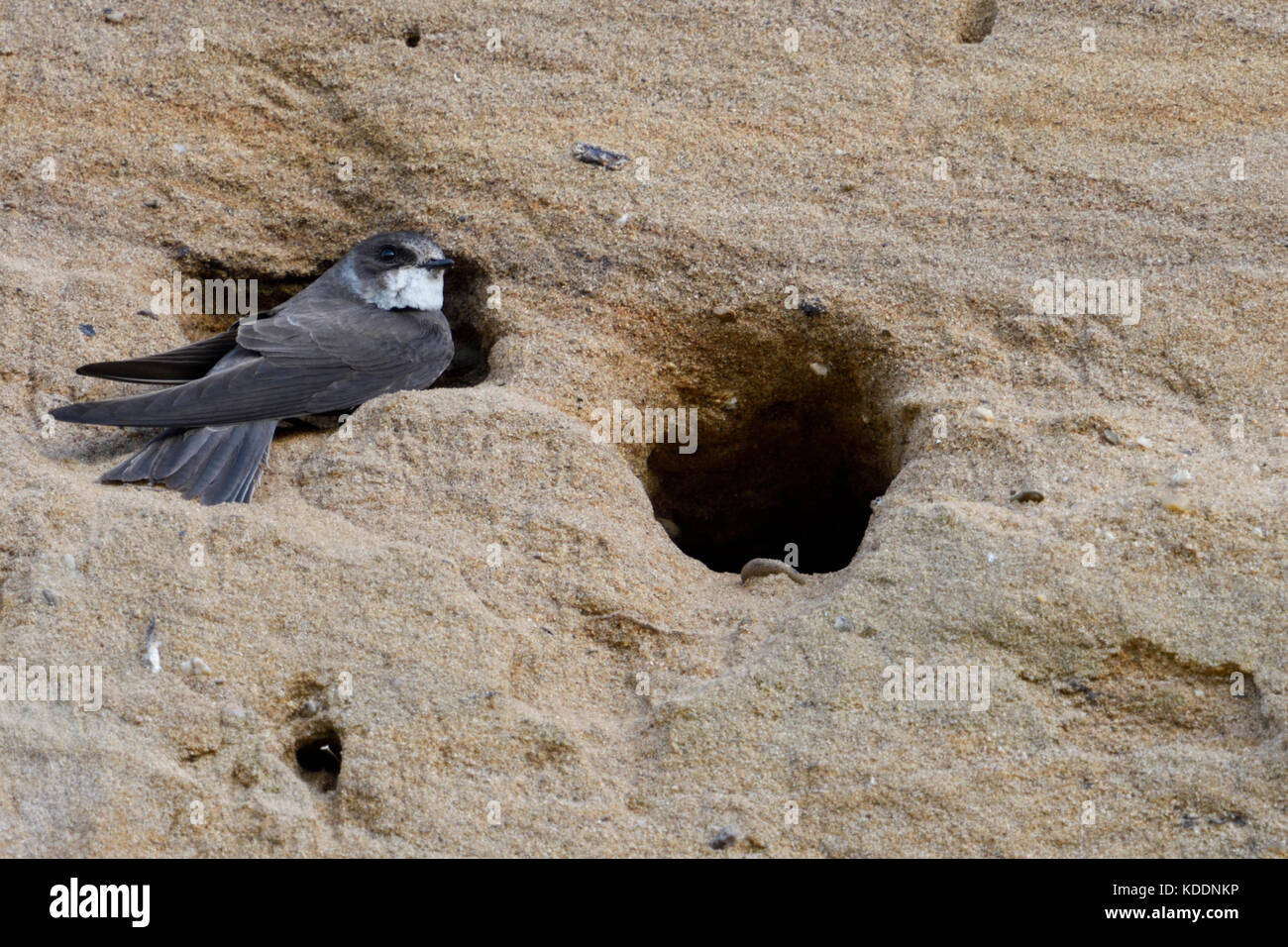 Sable Martin / Schallow de rive / Uferschwalbe ( Riparia riparia) assis à l'entrée de son trou de nid dans une colonie de reproduction dans une rive de rivière, la faune, Banque D'Images