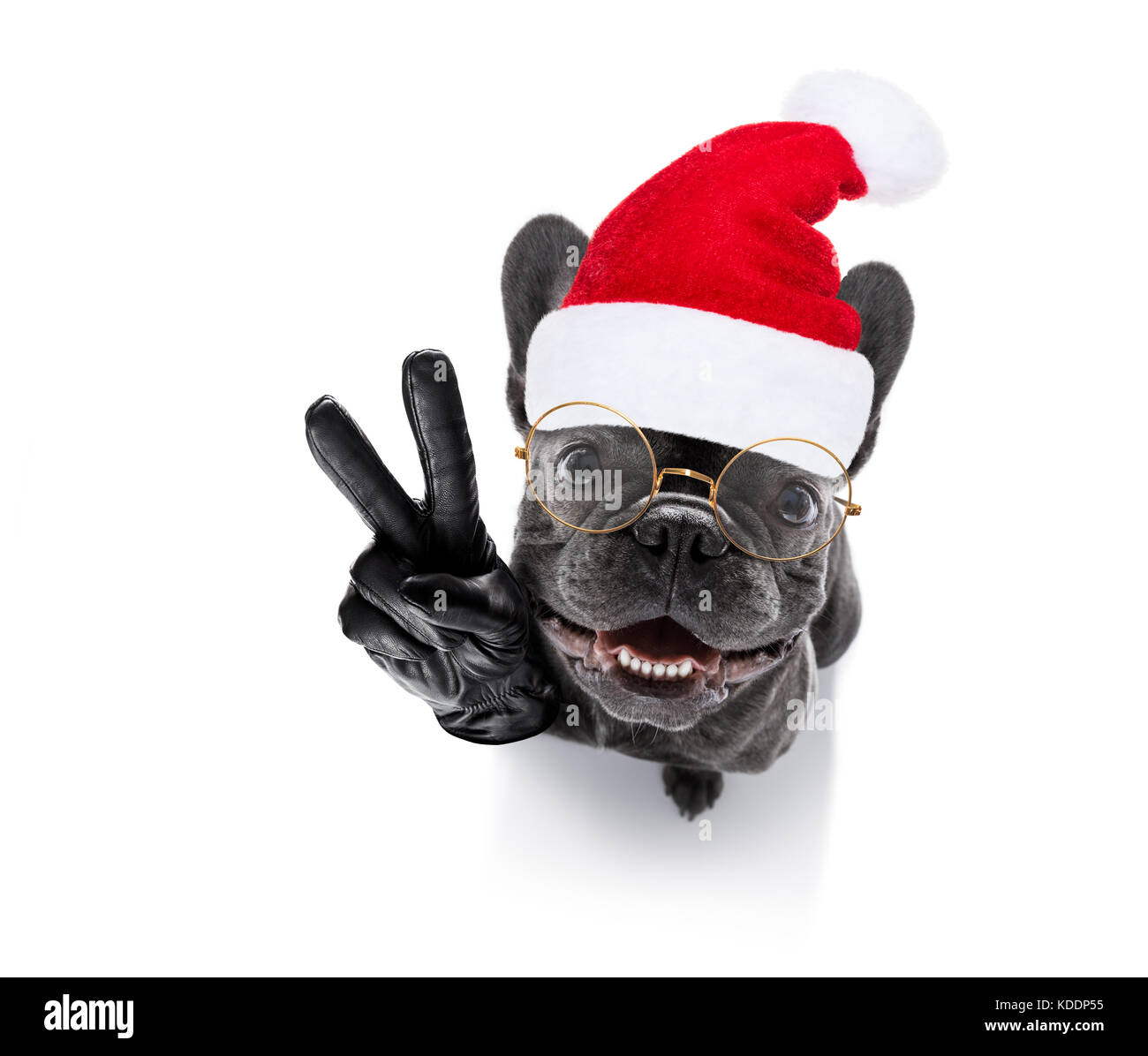 Bouledogue français chien père noël célébrer le nouvel an avec le propriétaire et le verre à champagne isolé sur fond blanc , vue grand angle Banque D'Images