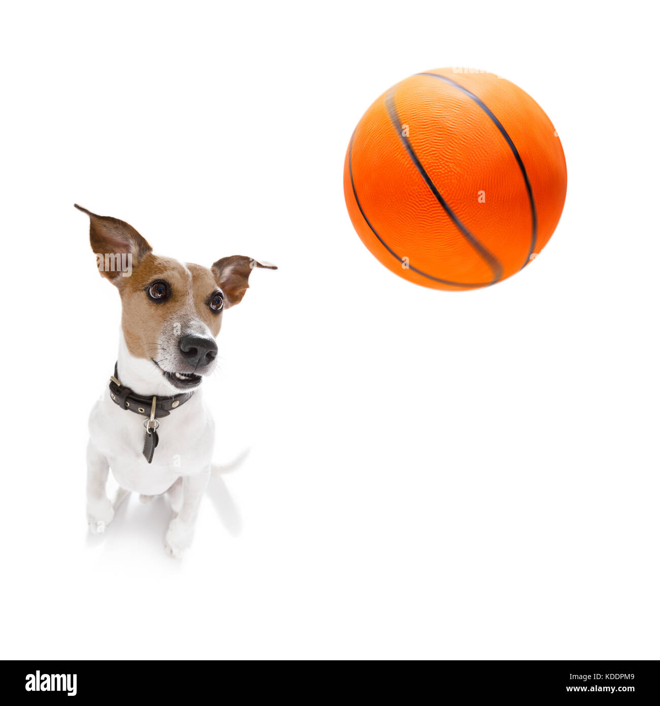 Basket-ball Jack Russell chien jouant avec boule , isolé sur fond blanc, grand angle fisheye view Banque D'Images