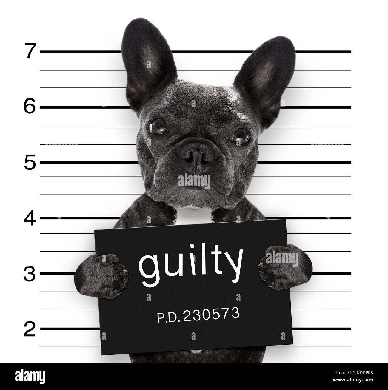 Électroniques de criminel de Bouledogue français chien au poste de police, tenue coupable placard , isolé sur fond Banque D'Images