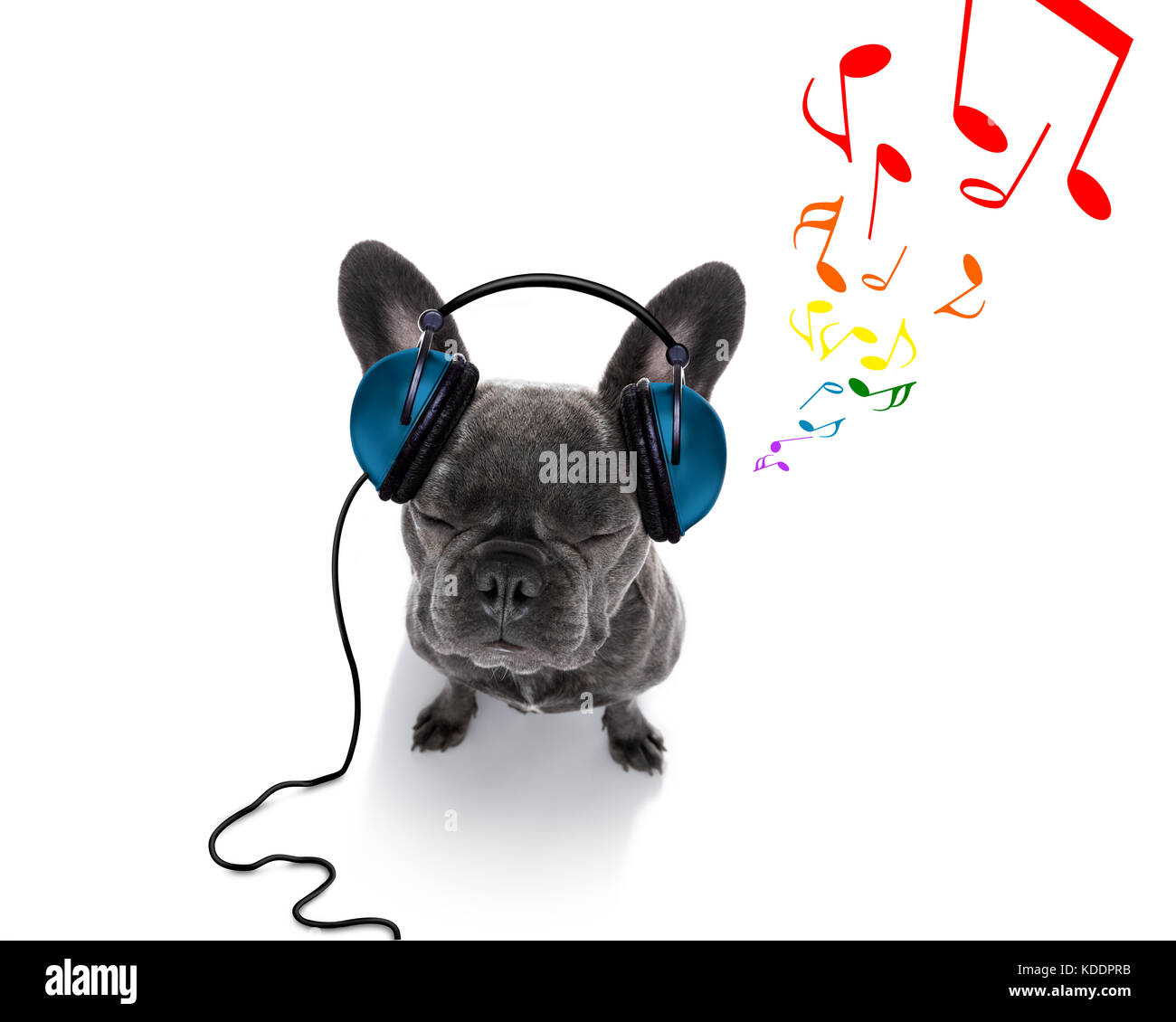 Dj cool chien bouledogue français à l'écoute ou le chant de la musique avec  des écouteurs et un lecteur mp3, notes tout autour, isolé sur fond blanc,  et fermé e Photo Stock -