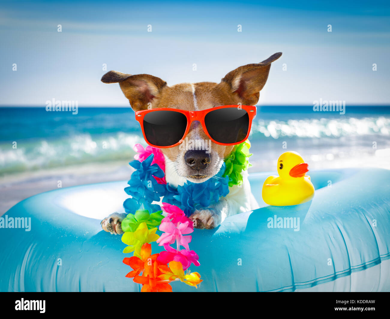 Jack Russel chien et vous reposer sur un matelas d'air ou à l'anneau de bain beach ocean shore, les vacances d'été vacances Banque D'Images