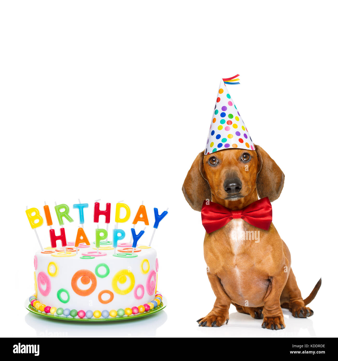 Teckel chien saucisse ou faim pour un joyeux anniversaire gâteau avec bougies ,portant cravate rouge et party hat , isolé sur fond blanc Banque D'Images