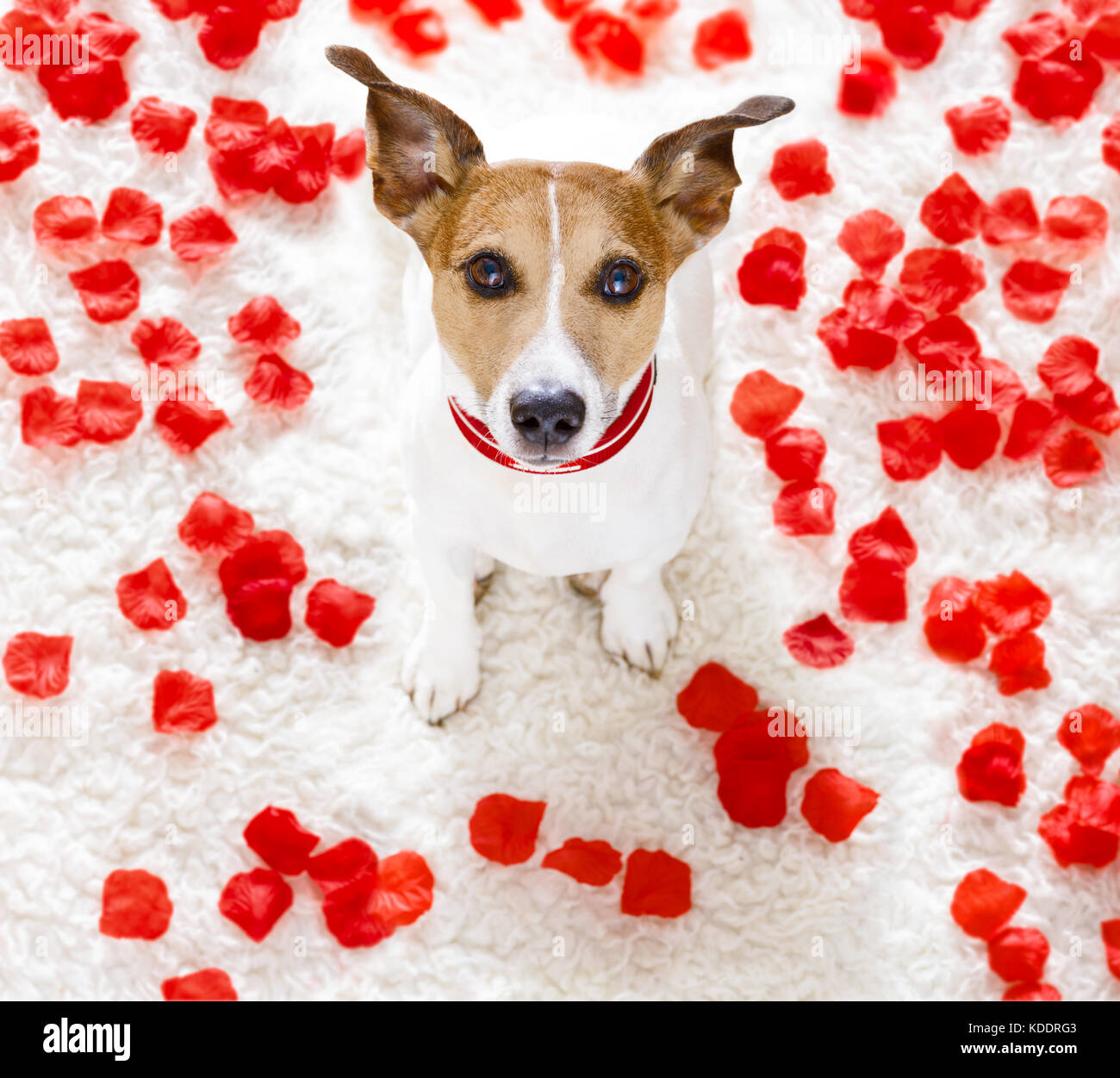 Happy Birthday Dog Jack Russel Banque D Image Et Photos Alamy