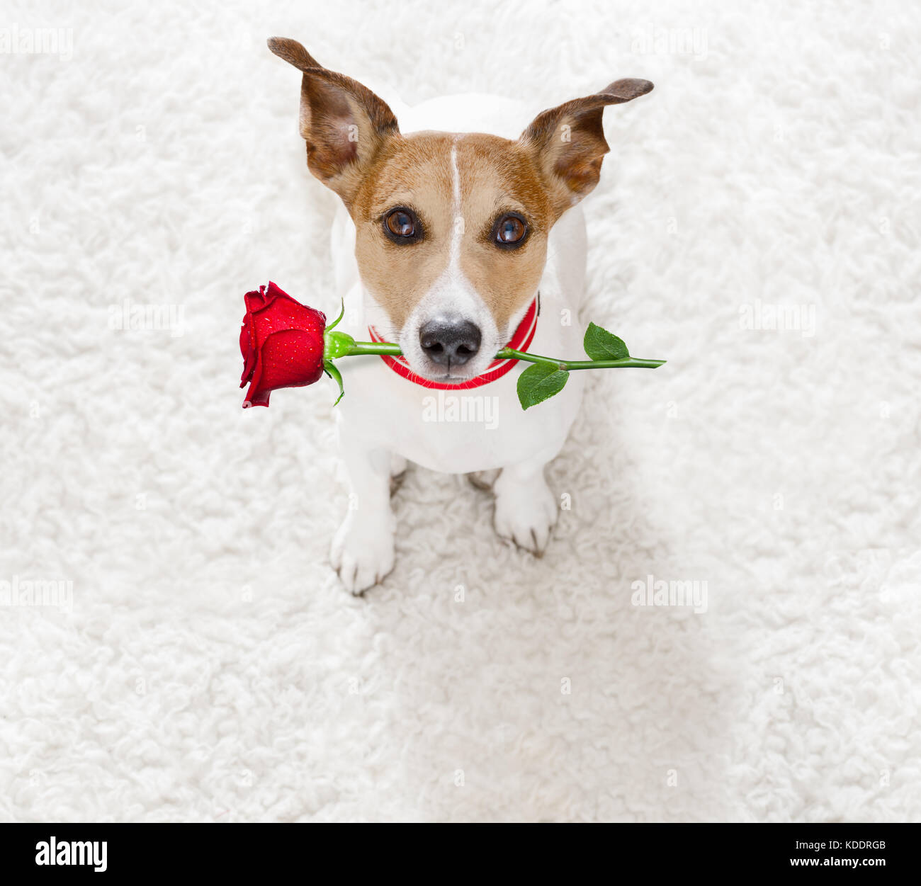 Happy Birthday Dog Jack Russel Banque D Image Et Photos Alamy