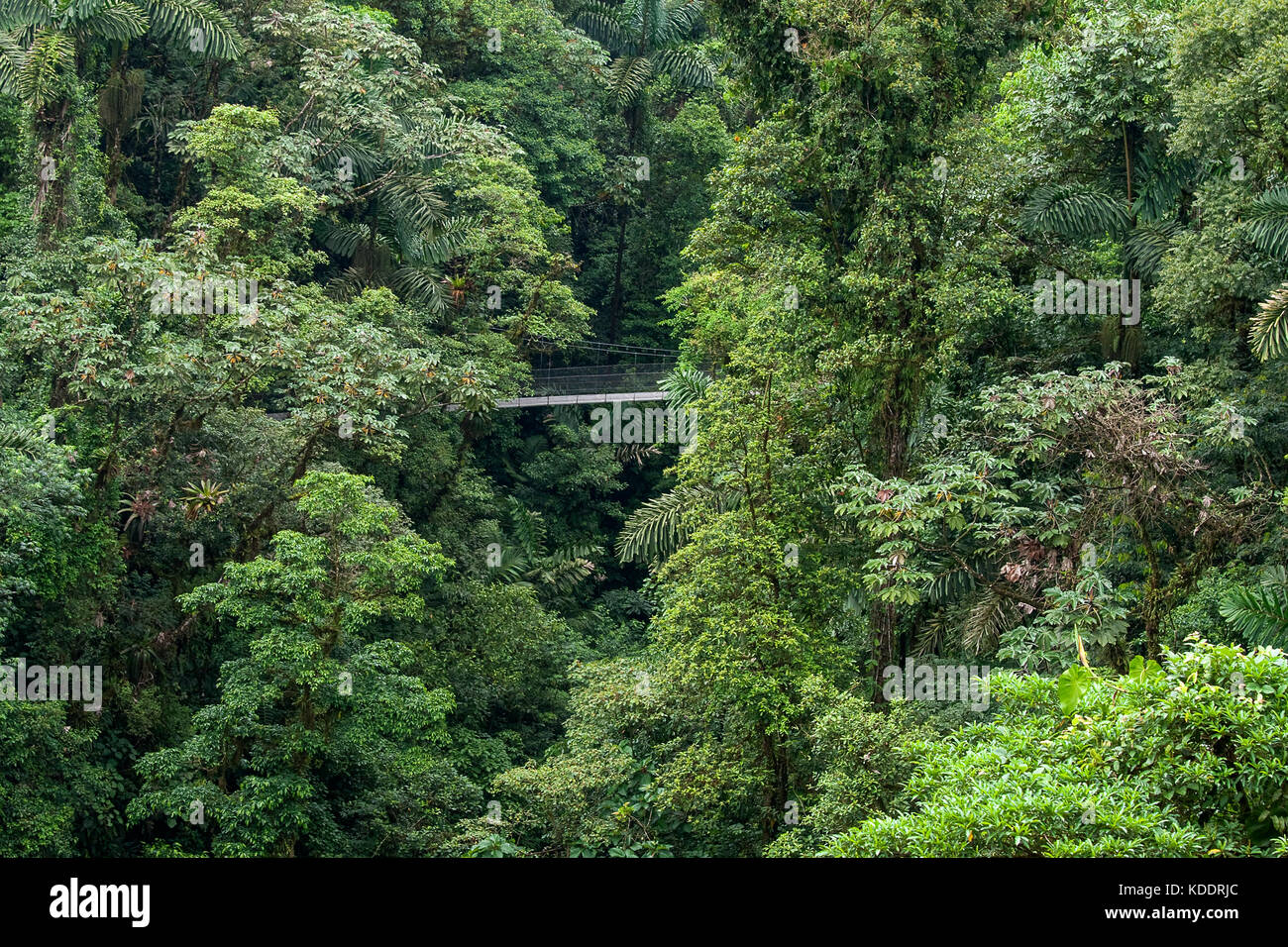 Forêt tropicale au Costa Rica avec pont suspendu Banque D'Images