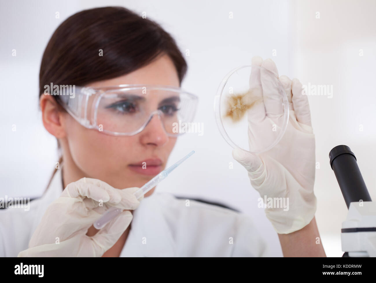 Female scientist avec des lunettes à petridish à Banque D'Images