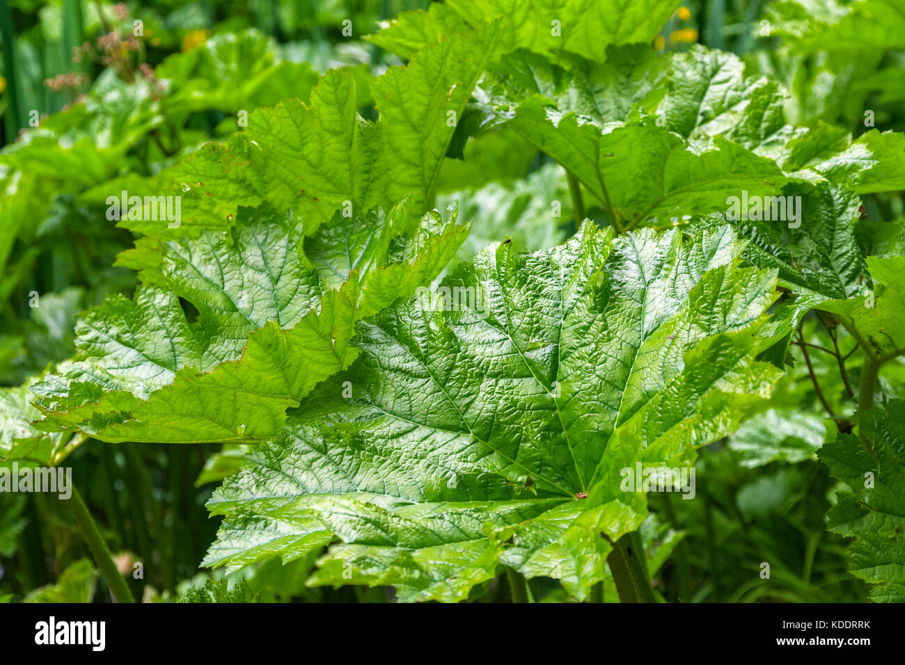 Gunnera manicata, rhubarbe géante du Brésil connu sous le nom de Isabella, en plantation, un jardin boisé à Richmond Park dans le sud ouest de Londres Banque D'Images