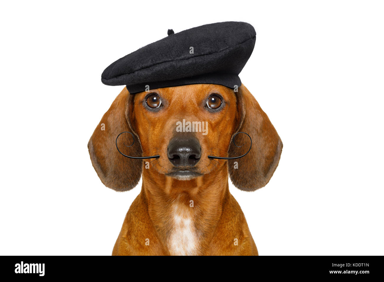 Teckel français chien saucisse avec beret hat, isolé sur fond blanc,  derrière la bannière ou la plaque du châssis Photo Stock - Alamy