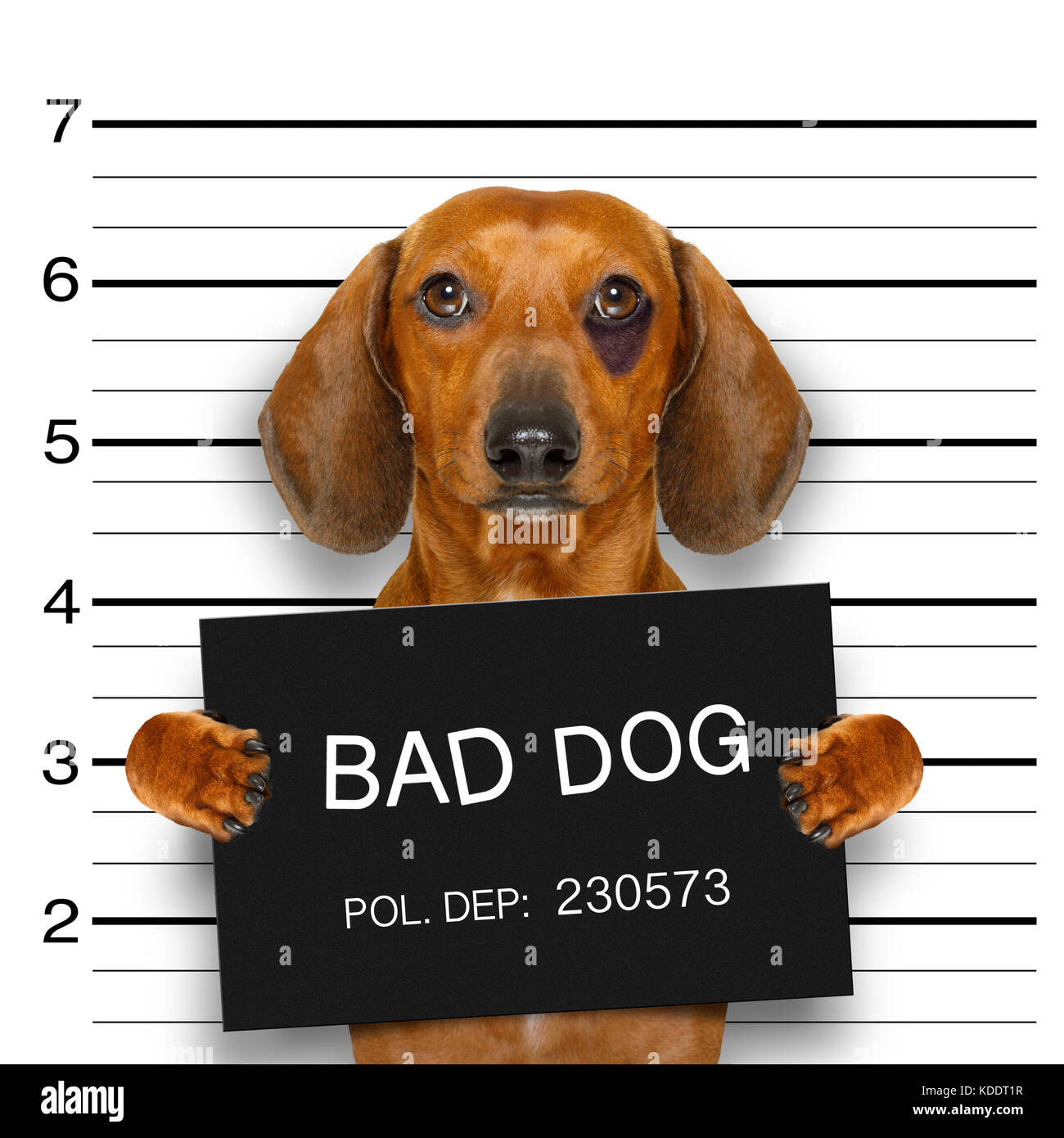 Teckel chien saucisse tenant une bannière de la police , comme une photo électroniques, au bureau de police Banque D'Images