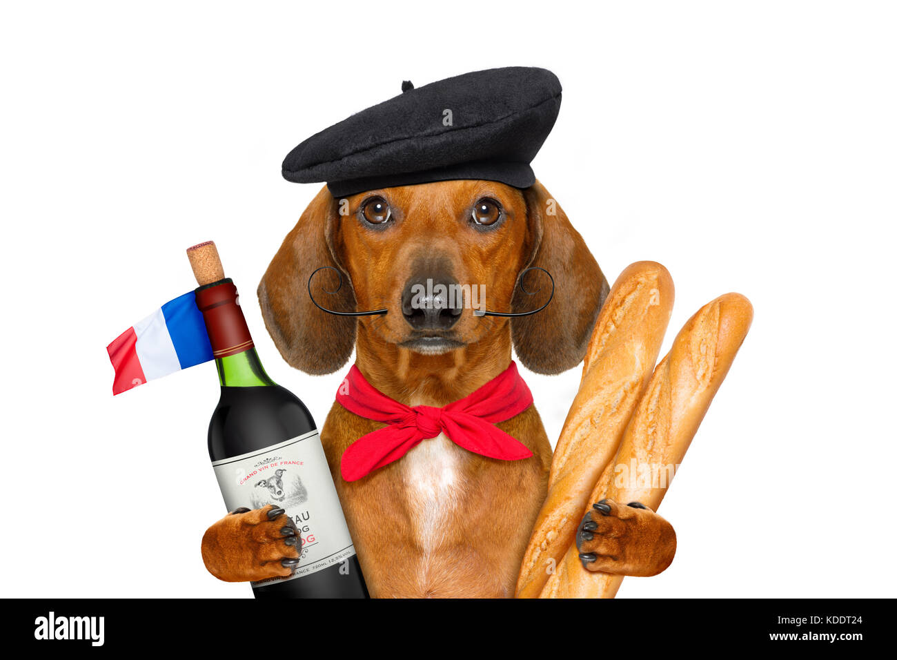 Teckel Chien Saucisse Avec Beret Hat Isolé Sur Fond Blanc