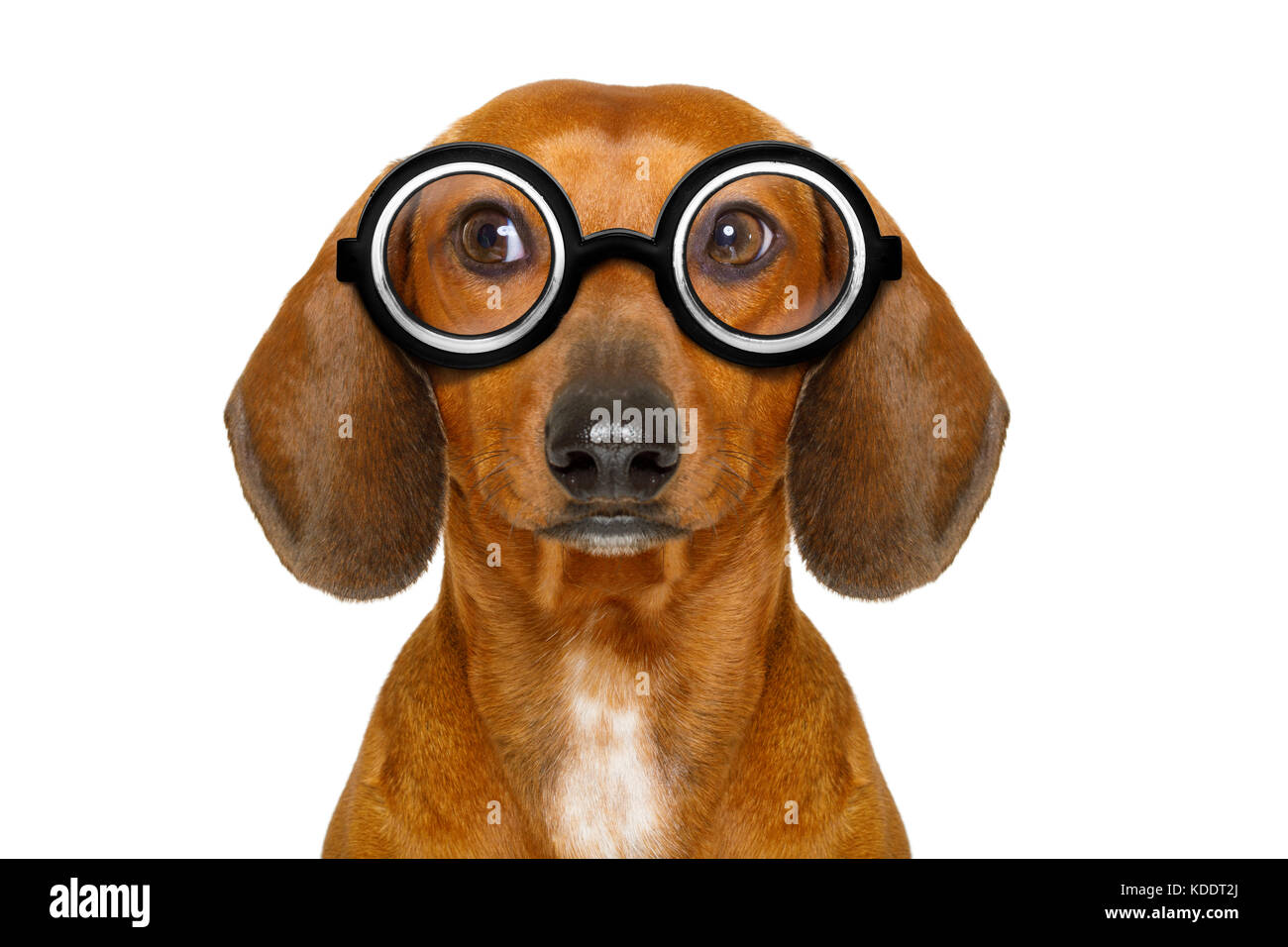 Silly Nerd Stupide Teckel Chien Saucisse Portant Des