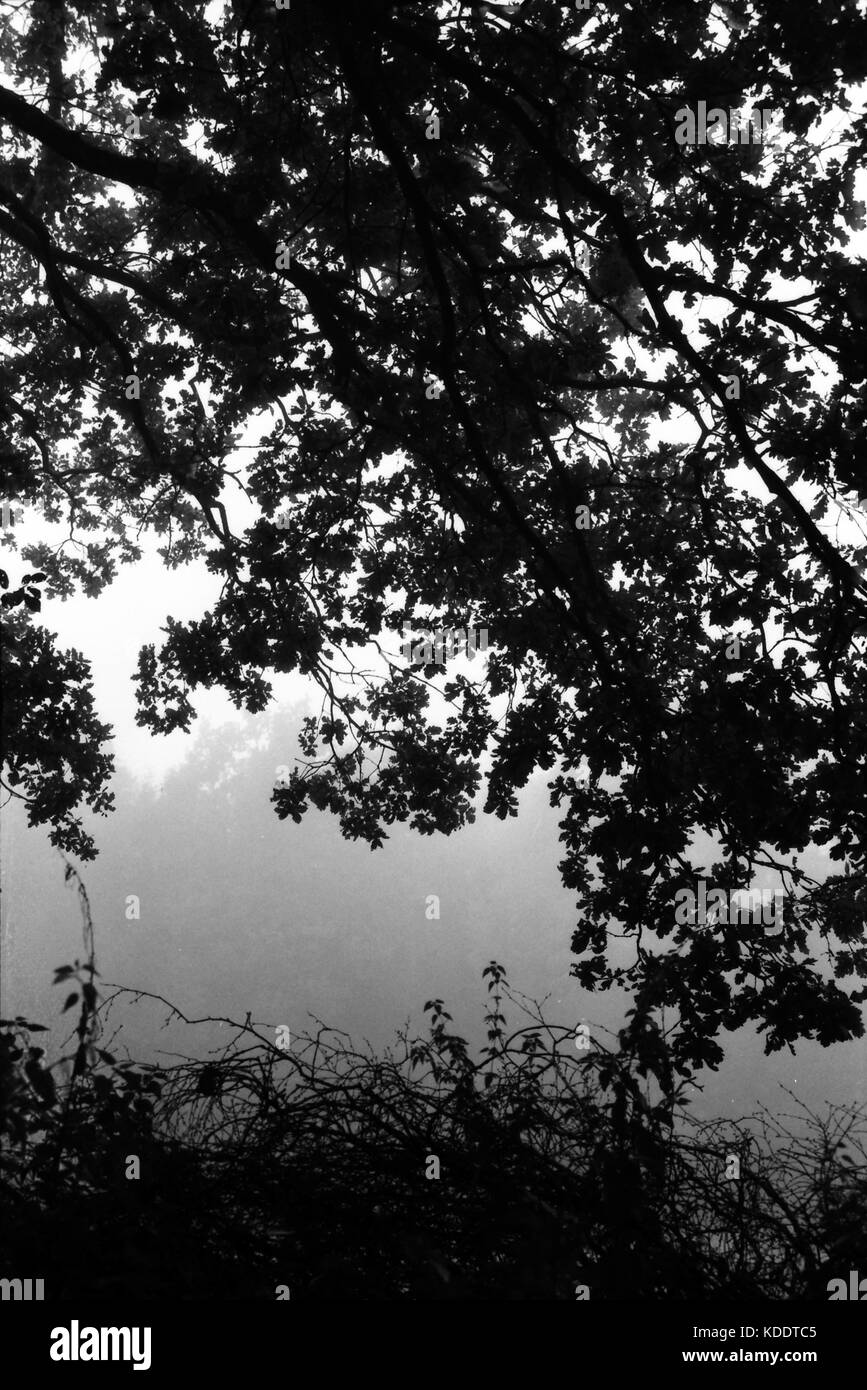 Matin brumeux dans la forêt Banque D'Images