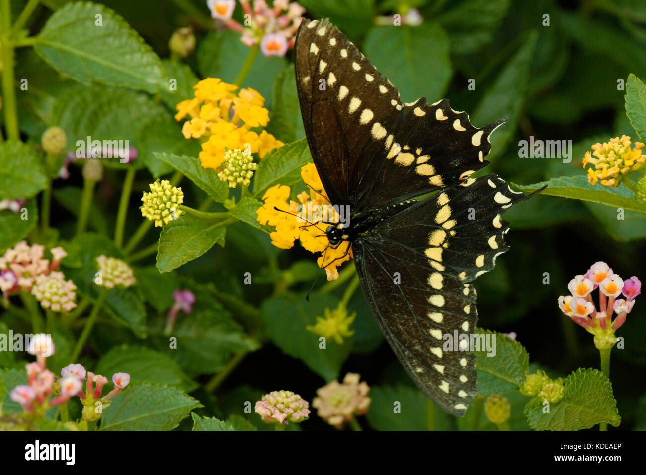 Black Swallowtail butterfly, Papilio polyxenes, alimentation sur jaune Lantana camara. L'état de papillon de l'Oklahoma et New Jersey. New York, USA. Banque D'Images