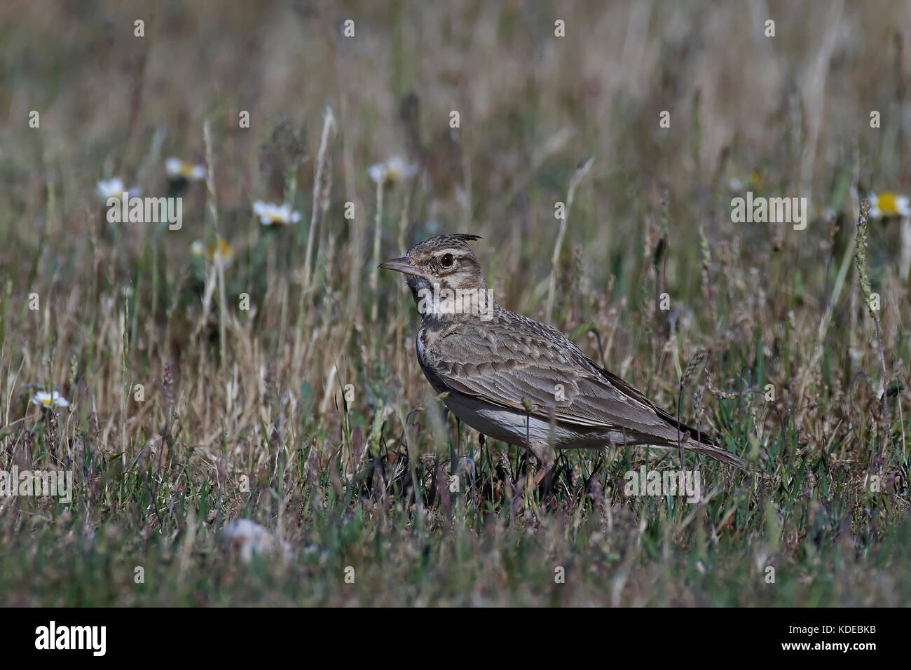 Crested lark assises sur le sol de son habitat Banque D'Images