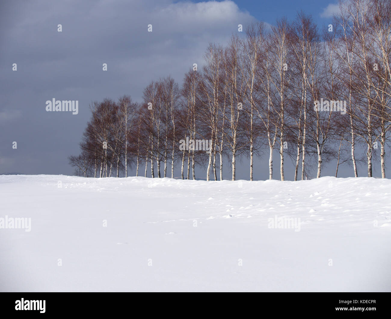 Rangée d'arbres à un emplacement touristique populaire, arbre sept étoiles, à Biei, Hokkaido, Japon, en hiver Banque D'Images
