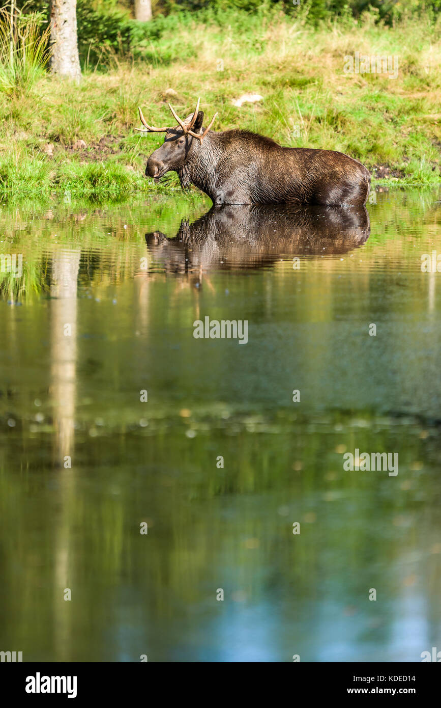 L'orignal (Alces alces) bull standing in forest lake. Banque D'Images L'orignal (Alces alces) bull standing in forest lake. Banque D'Images
