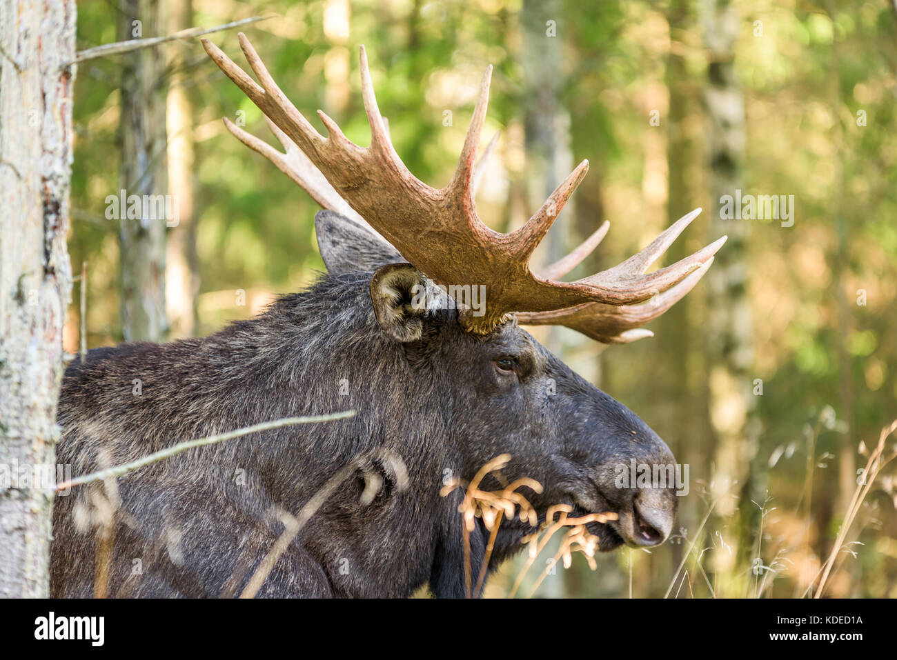 Portrait de l'orignal (Alces alces) bull allongé sur le sol en forêt. Banque D'Images Portrait de l'orignal (Alces alces) bull allongé sur le sol en forêt. Banque D'Images