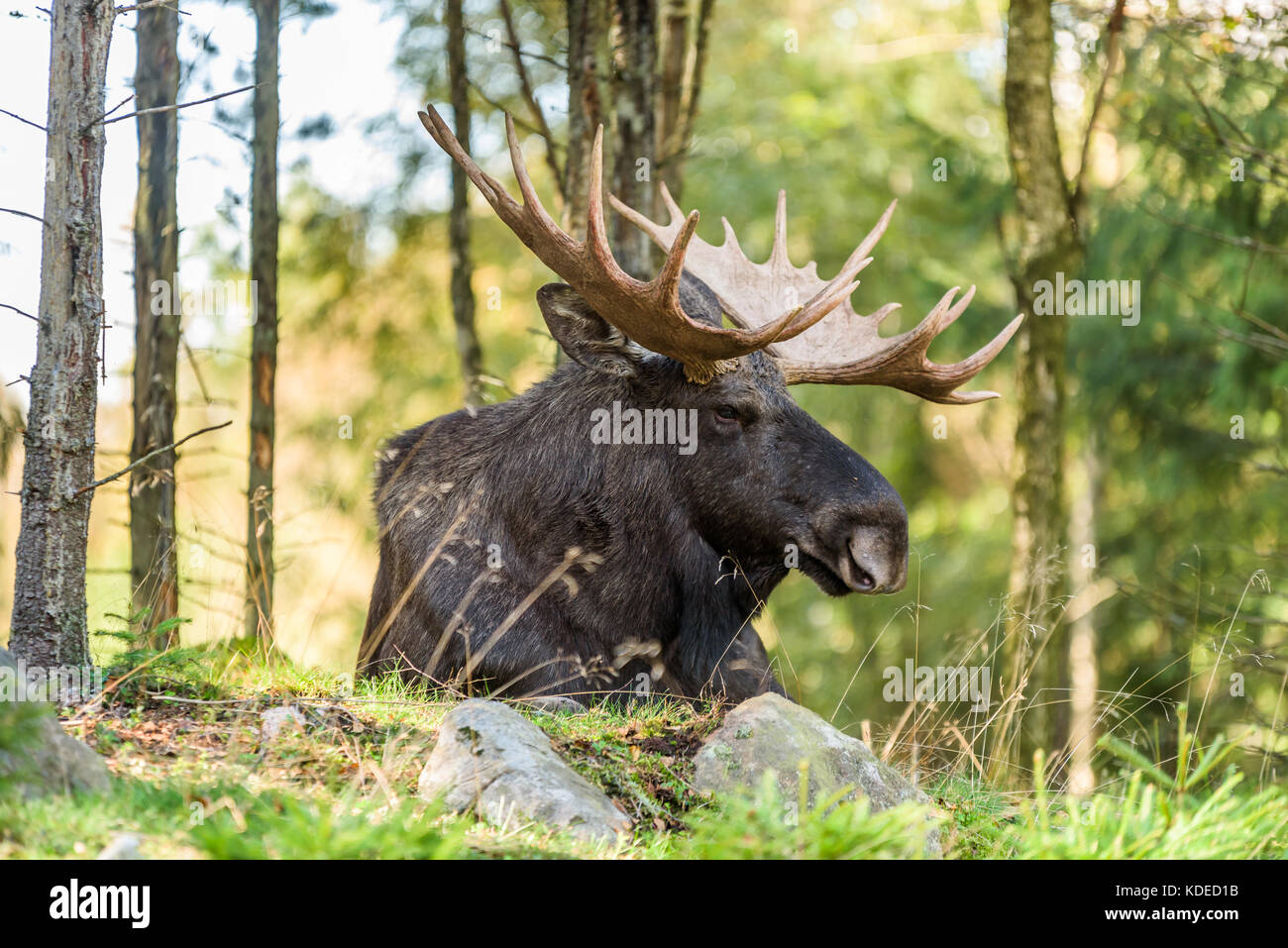 Portrait de l'orignal (Alces alces) bull allongé sur le sol en forêt. Banque D'Images Portrait de l'orignal (Alces alces) bull allongé sur le sol en forêt. Banque D'Images