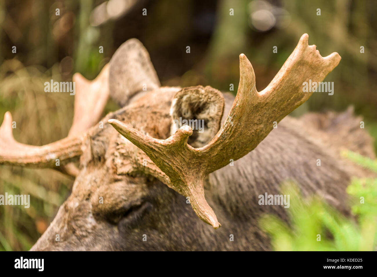 Détail de l'adulte de l'orignal (Alces alces) bois. Banque D'Images Détail de l'adulte de l'orignal (Alces alces) bois. Banque D'Images
