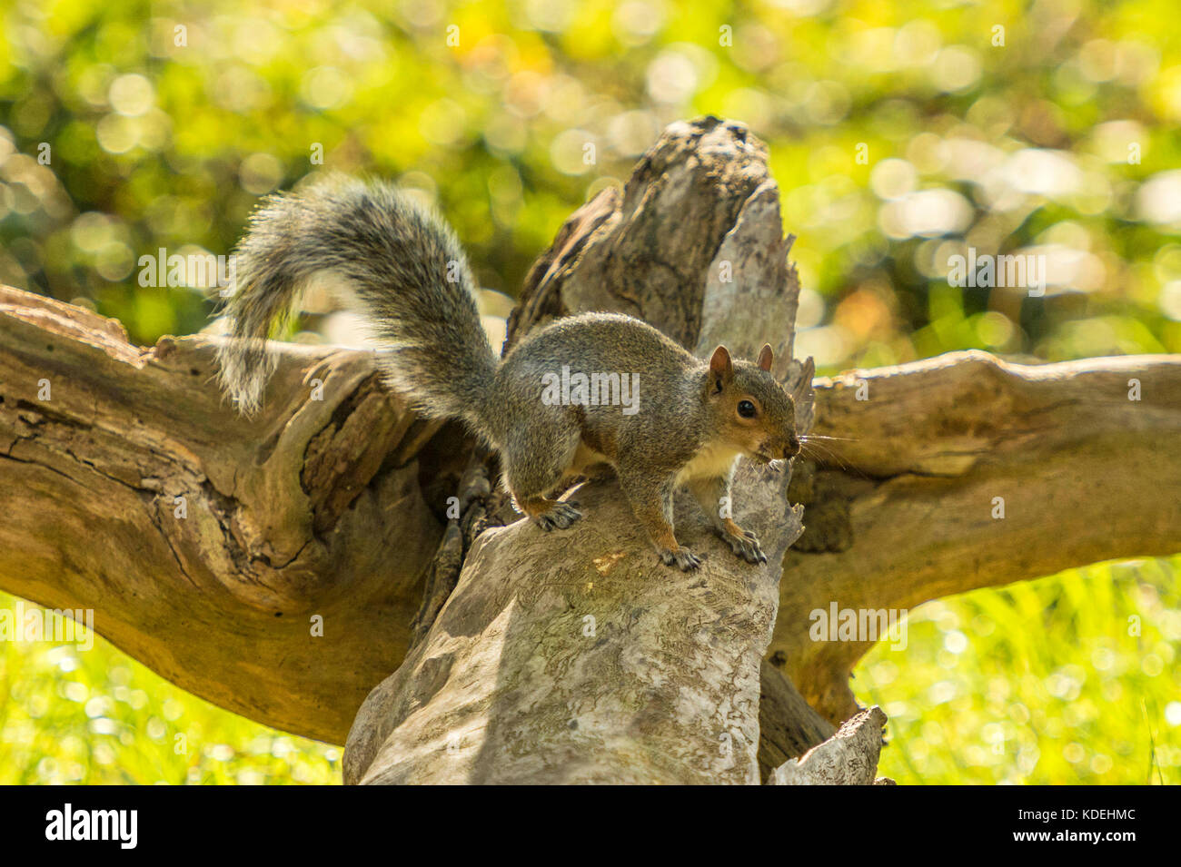 La faune dans leur habitat naturel. Seul l'Écureuil gris de l'alimenter dans anciens bois lumineux sur journée d'automne. Banque D'Images