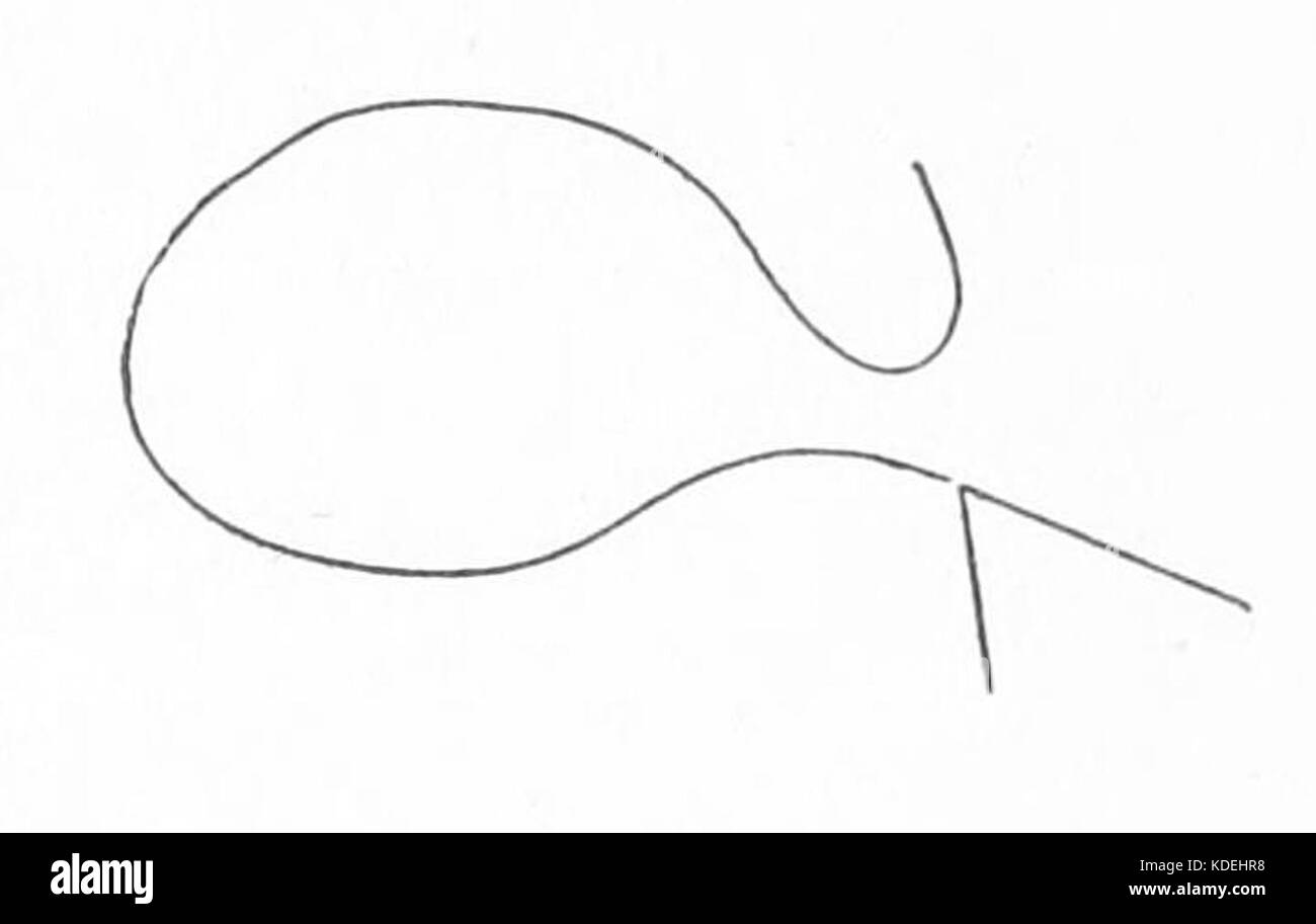 Squigle d'Audubon pen Banque D'Images