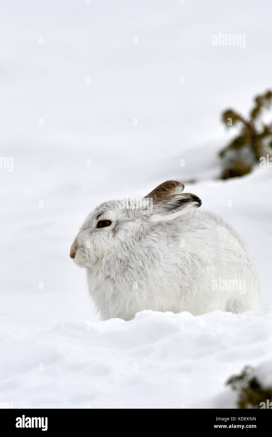 Lièvre variable (Lepus timidus) UK Banque D'Images