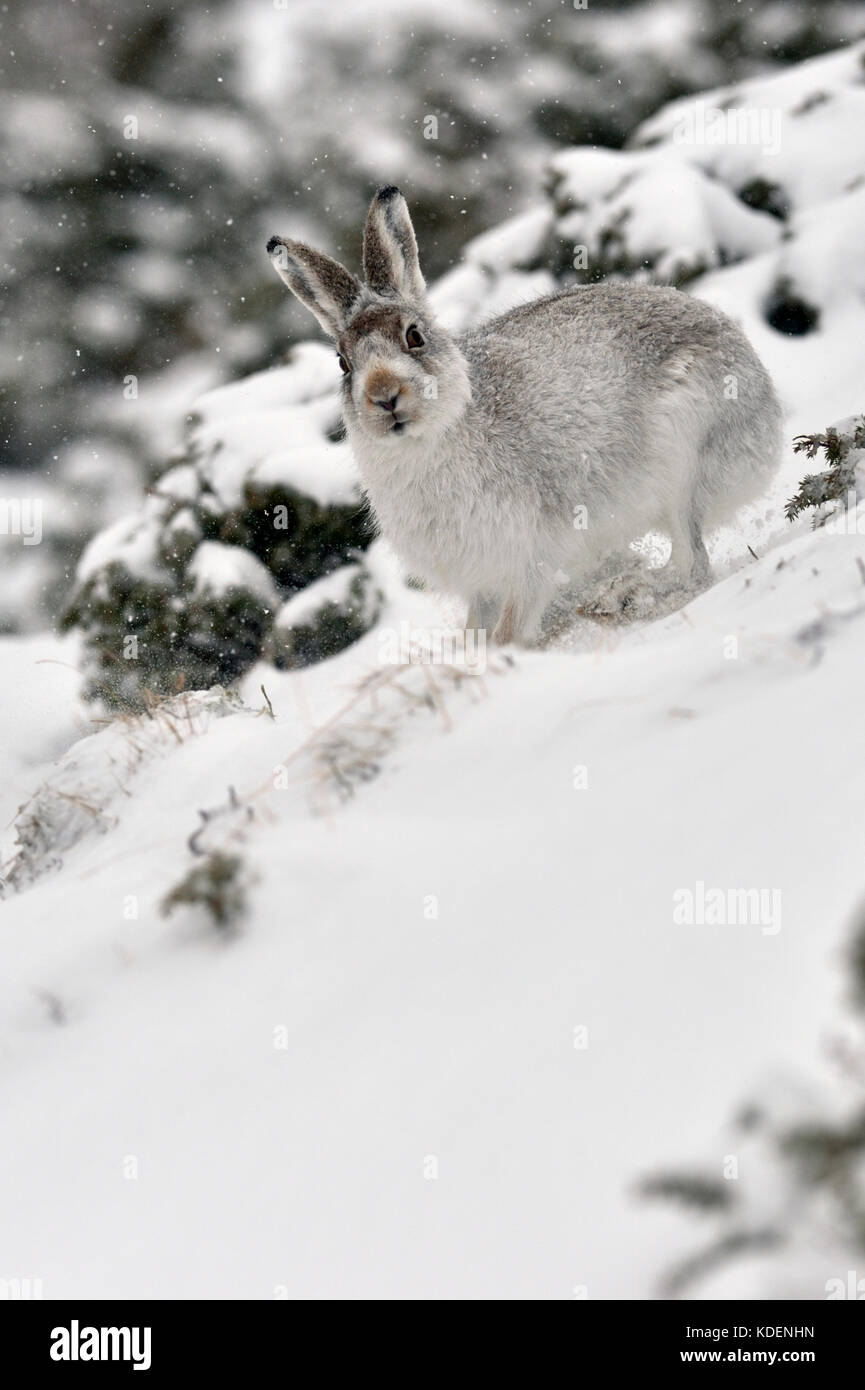 Lièvre variable (Lepus timidus) UK Banque D'Images