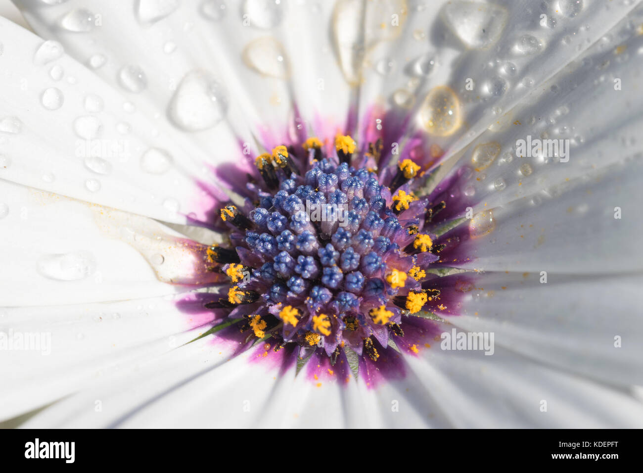 Gerbera daisy flower Banque D'Images