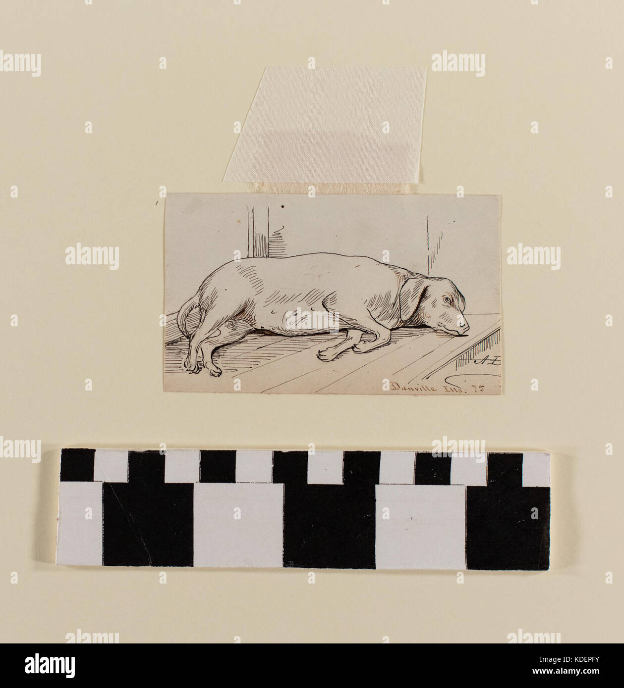 Dessin à l'encre d'un chien par A.B. Greene Banque D'Images