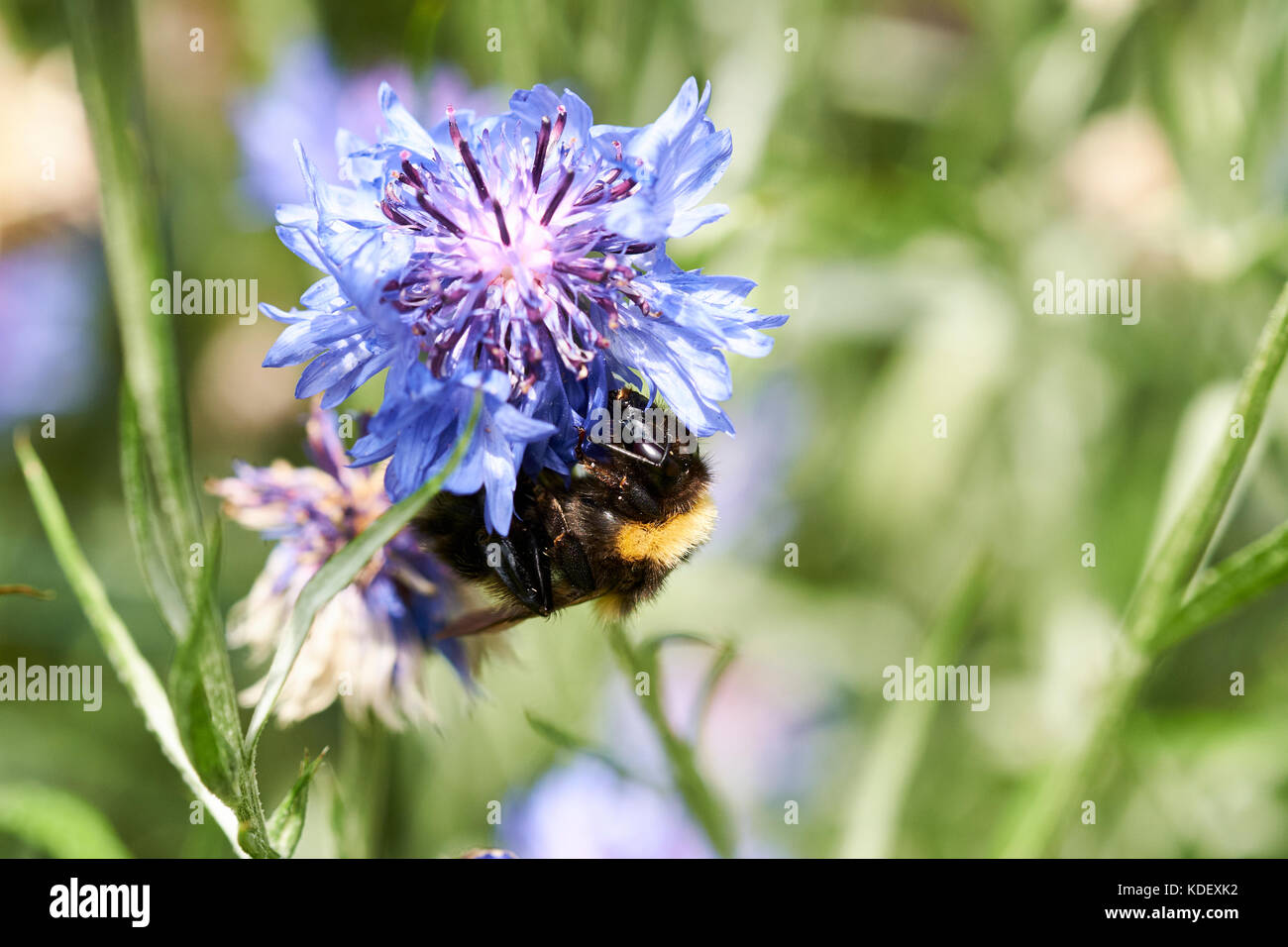 Buff-Tailed de bourdons (Bombus terrestris) recueillir le nectar des fleurs d'une plante de jardin de lys, au Royaume-Uni. Banque D'Images