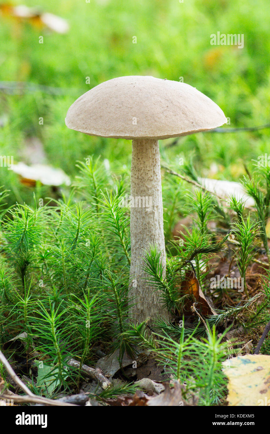 Bouleau brun Le Guide des champignons, bolets, Sussex, Royaume-Uni, Août Banque D'Images