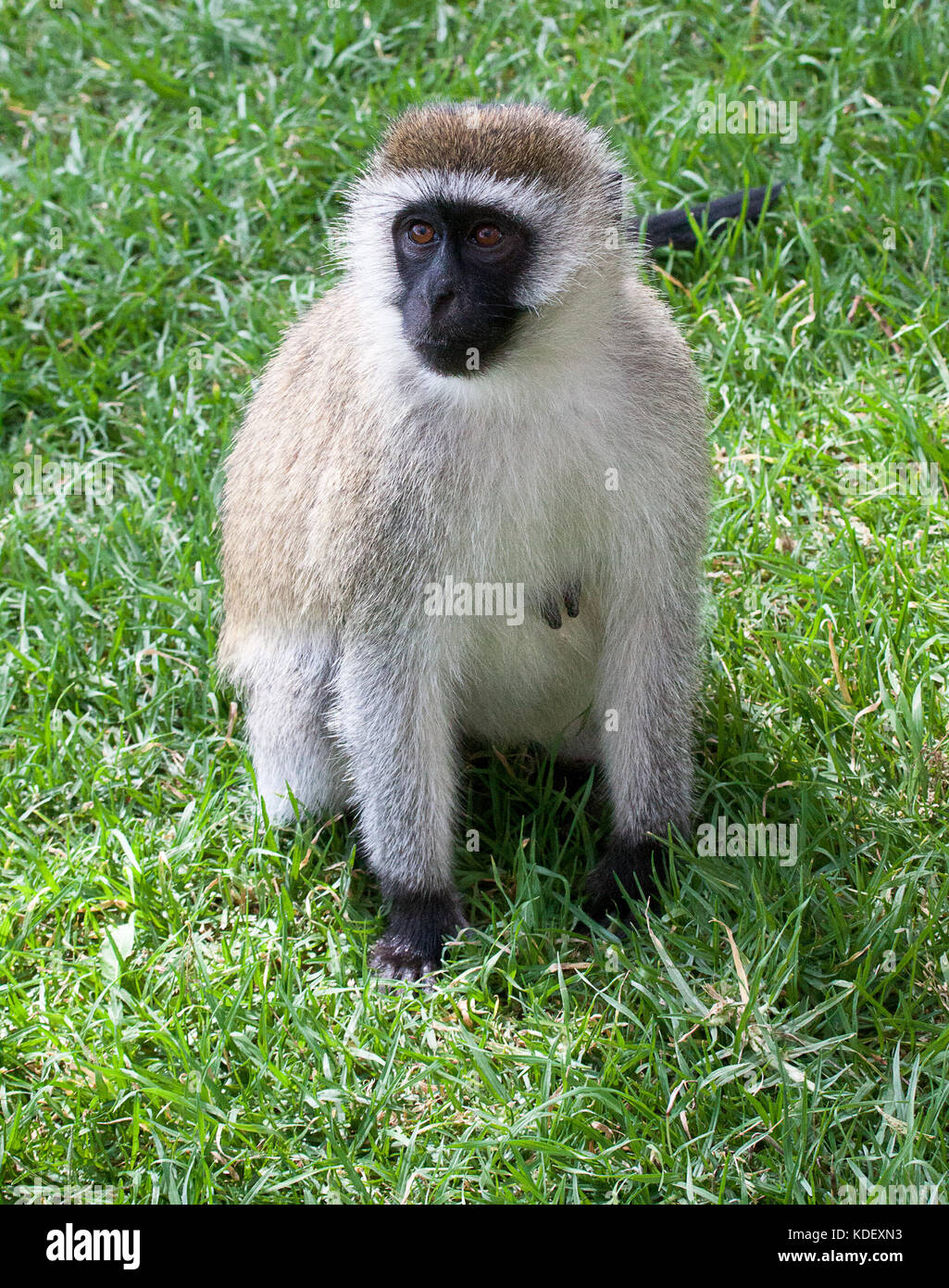Un singe (chlorocebus pygerythrus) assis sur l'herbe Banque D'Images