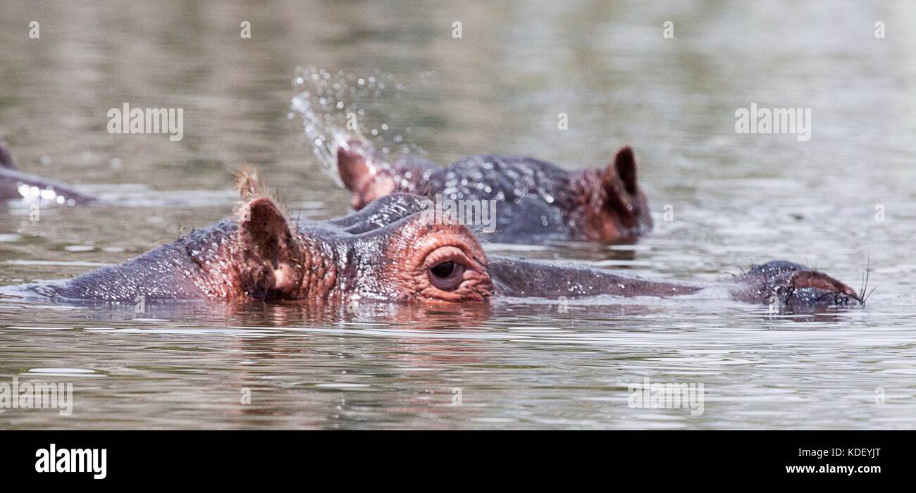 Hippopotame (Hippopotamus amphibius) les têtes à la surface au-dessus de l'eau au lac Naivasha, Kenya Banque D'Images