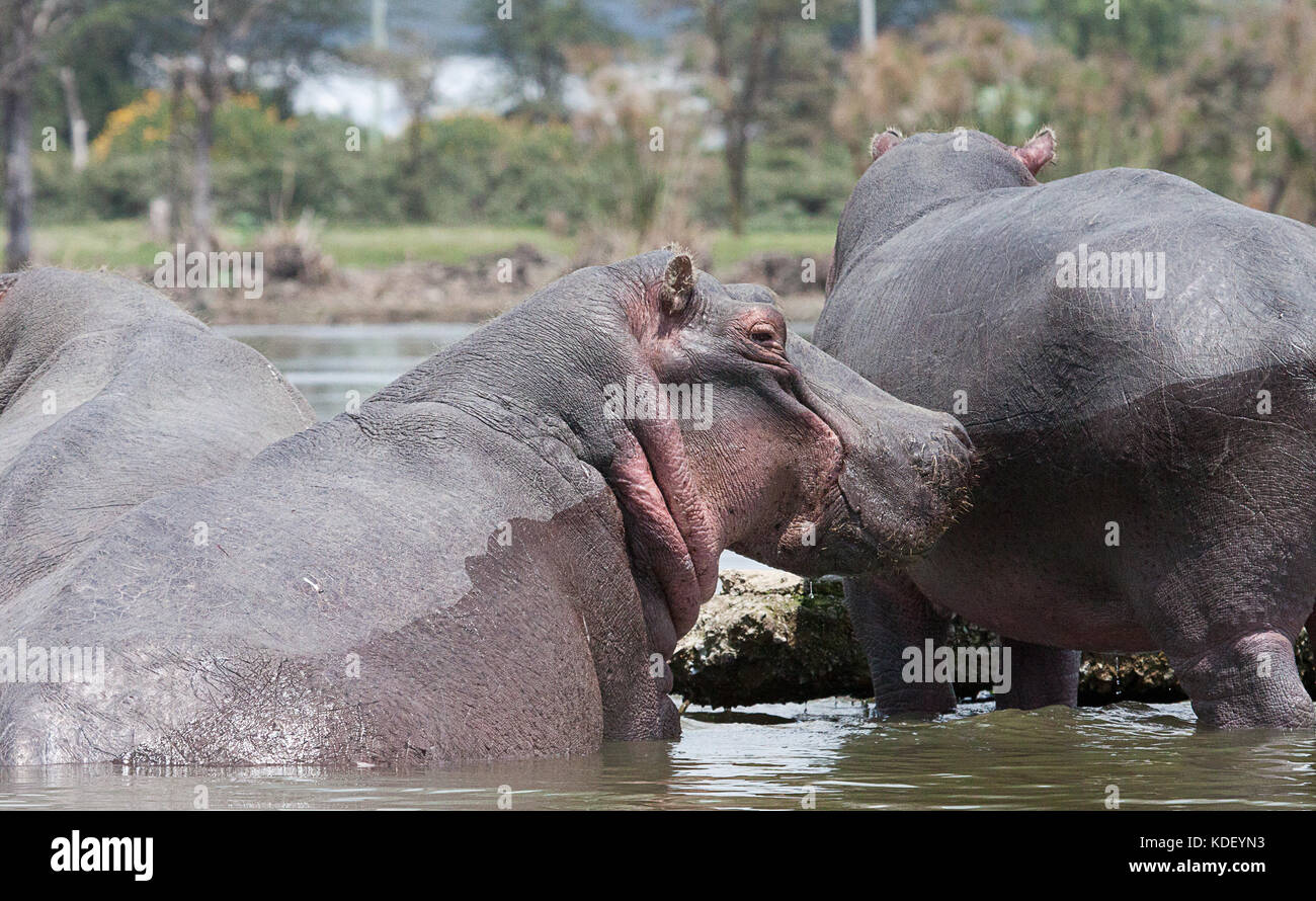 L'Hippopotame (Hippopotamus amphibius) dans les eaux peu profondes du lac Naivasha, Kenya Banque D'Images