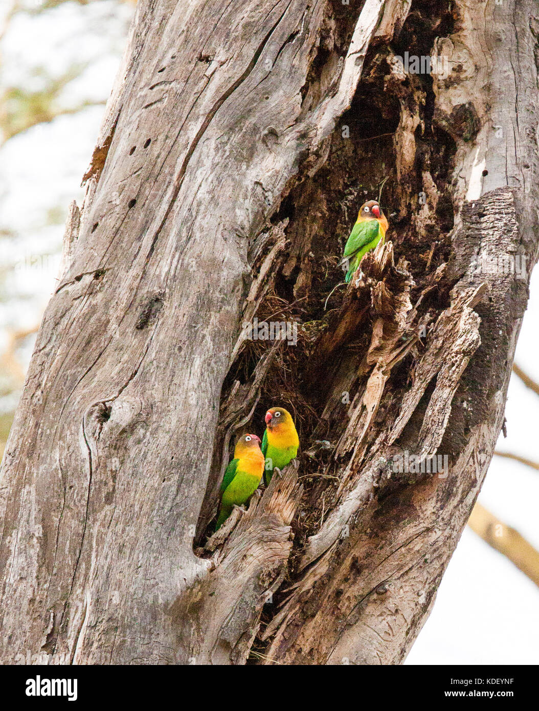 Trois inséparables de Fischer (agapornis fischeri) dans un tronc d'arbre Banque D'Images