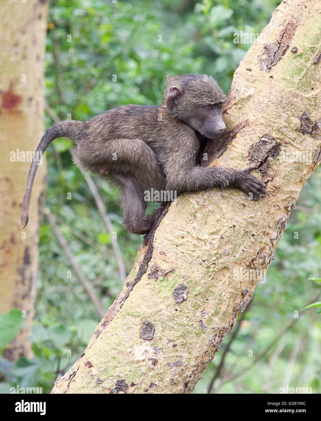 Bébé babouin doguera (papio anubis) escalade à écorce jaune acacia au lac Nakuru, Kenya Banque D'Images