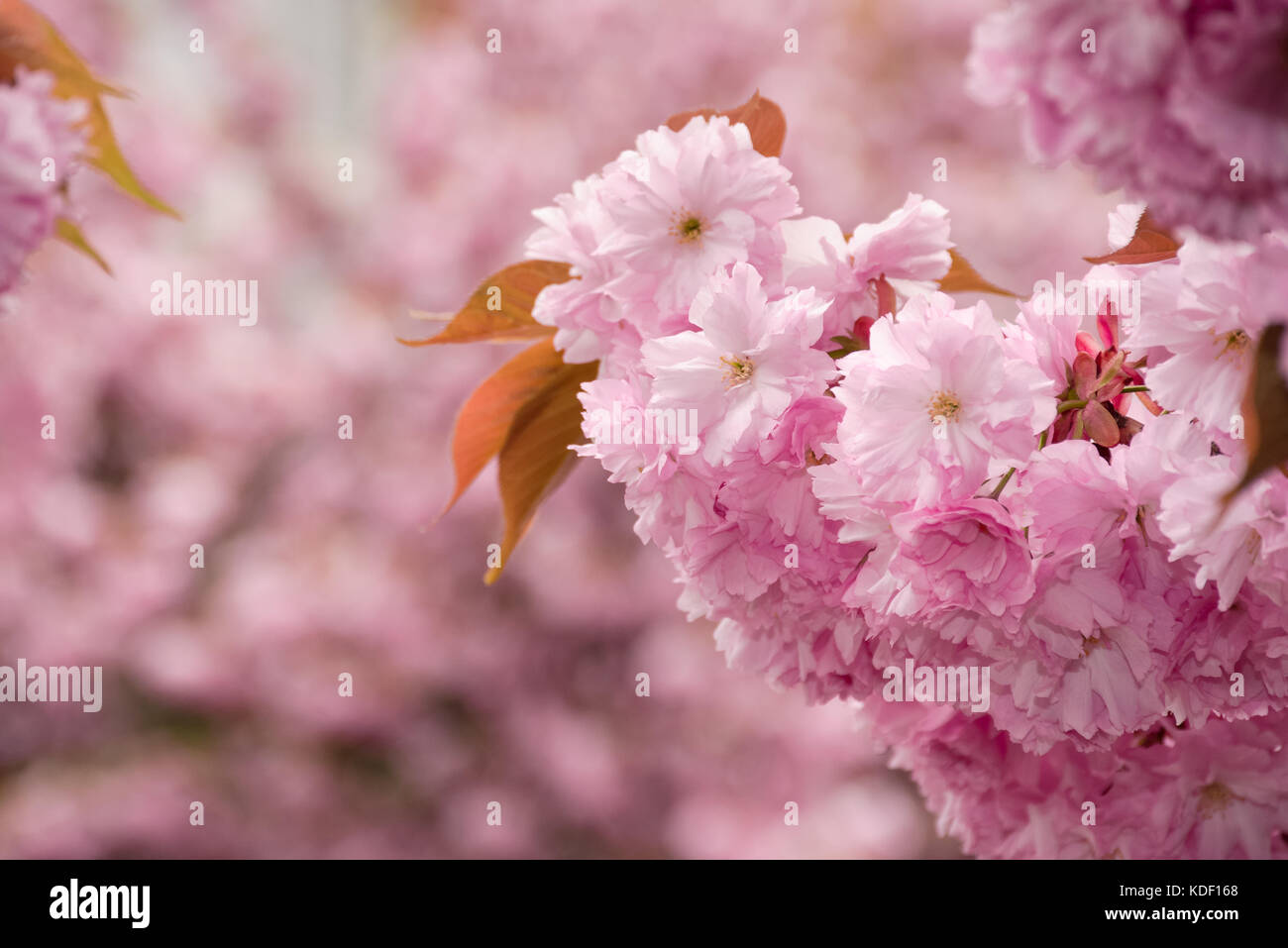 Belle rose avec fond printemps fleurs sakura libre sur une branche sur l'arrière-plan flou de jardin en fleurs au printemps Banque D'Images