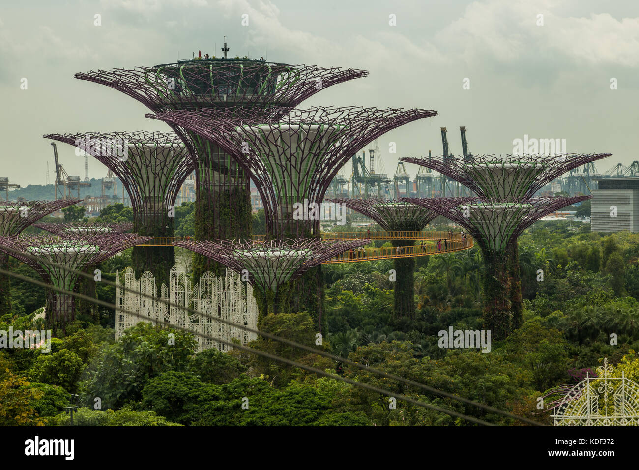 Supertrees, jardins de la baie, à Singapour Banque D'Images