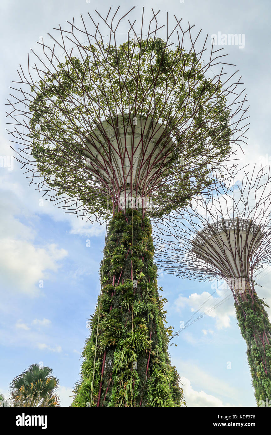 Supertrees, Supertree Grove, jardins de la baie, à Singapour Banque D'Images