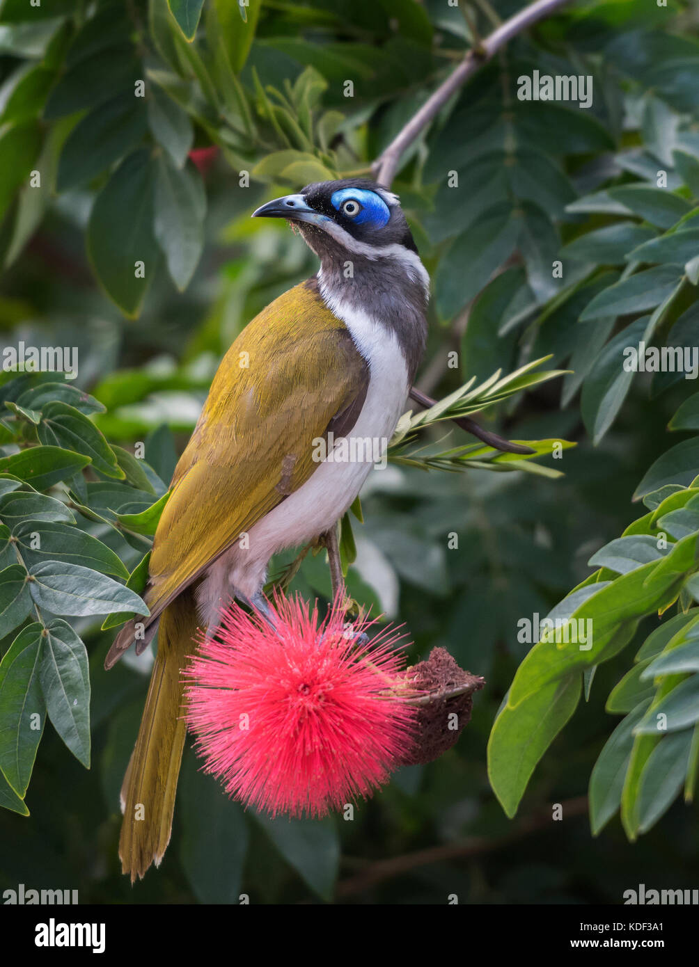 Face bleu mangeur de miel trouvés dans de vastes zones de l'Australie. Banque D'Images