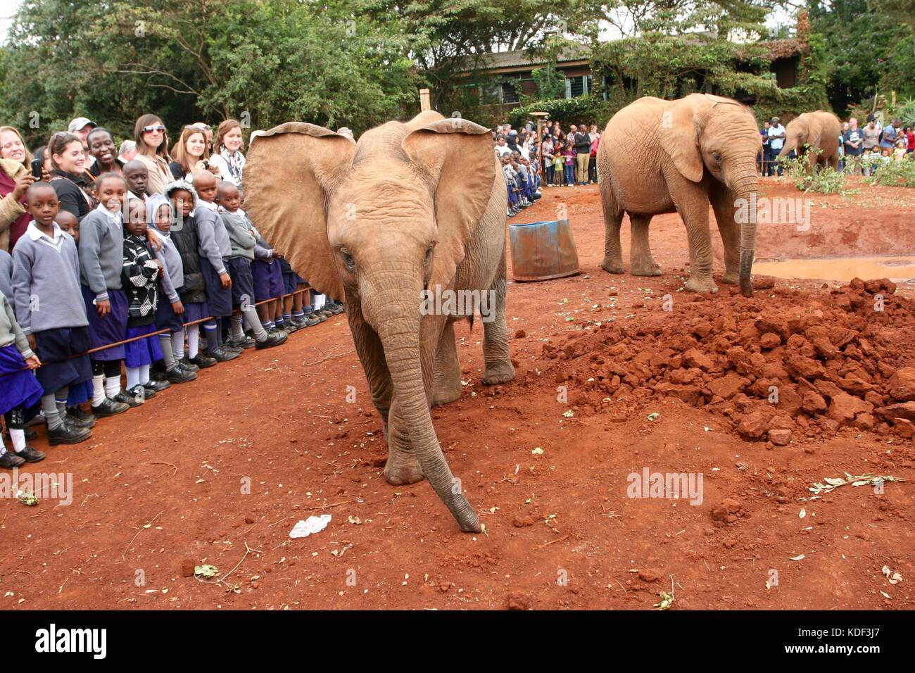 Deux bébés éléphants jouer en face de l'école des enfants au David Sheldrick Wildlife Trust au Kenya Banque D'Images