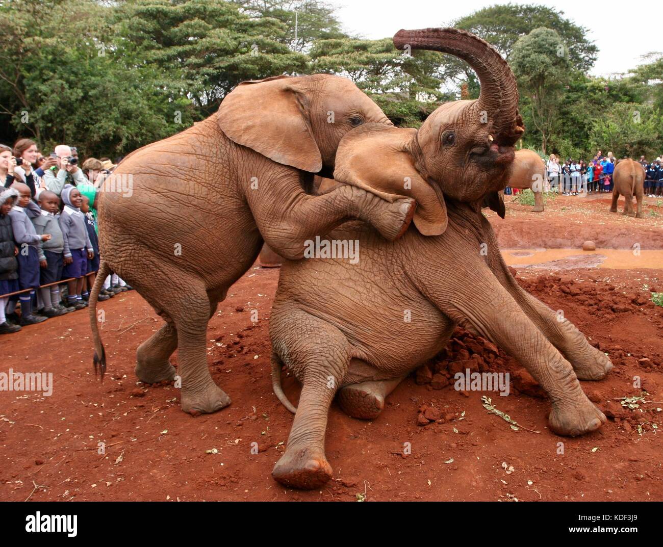 Deux jeunes éléphants jouer en face de l'école des enfants à la David Sheldrick Wildlife Trust au Kenya Banque D'Images